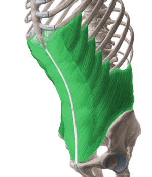 عضلات شکمی عرضی