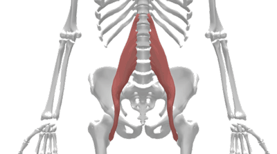 عضلات سواس بزرگ Psoas