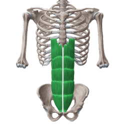 عضلات راست شکم (رکتوس)