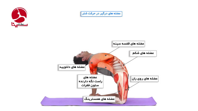شتر